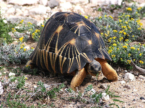 Radiated tortoise and intricate shell design