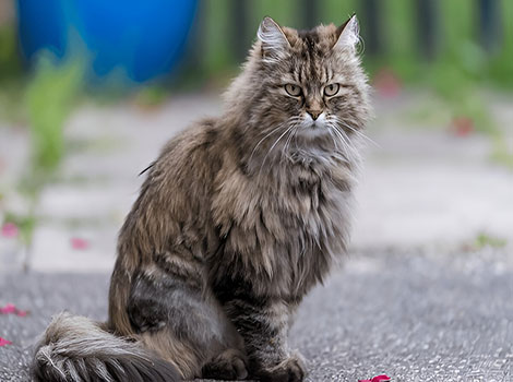 Ragamuffin cat and long soft fur
