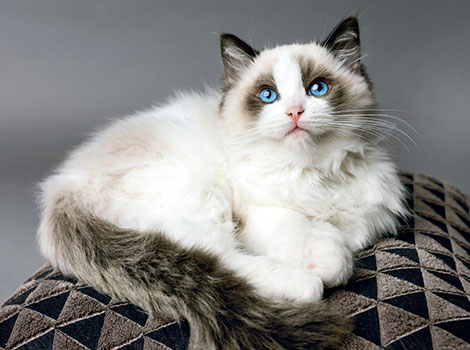 Ragdoll Cat and blue eyes