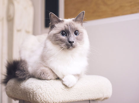 Ragdoll cat and silky soft coat
