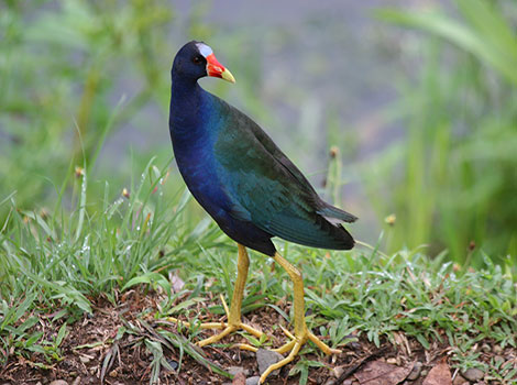 Rail and marsh habitat