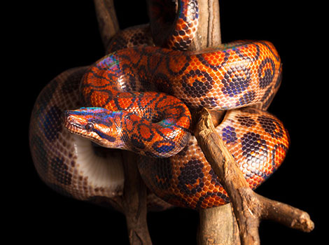 Rainbow boa and vibrant skin