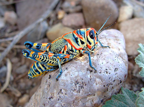 Rainbow Grasshopper and colorful body