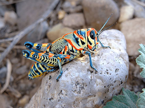 Rainbow grasshopper and colorful exoskeleton