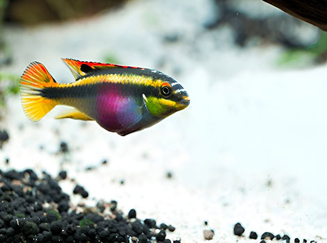 Rainbow kribs and freshwater aquarium