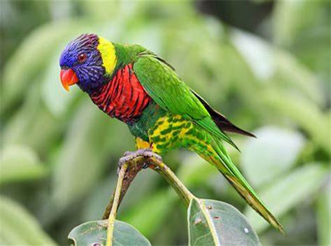 Rainbow Lorikeet and colorful plumage
