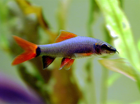 Rainbow shark and elongated body