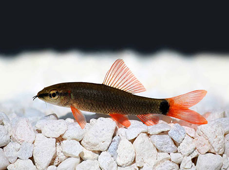 Rainbow Shark and vibrant colors