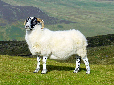 Ram and curled horns