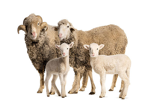 Rambouillet sheep with thick wool in pasture.