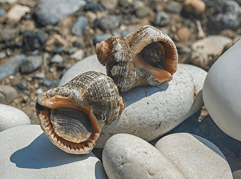 Rapana and patterned shell