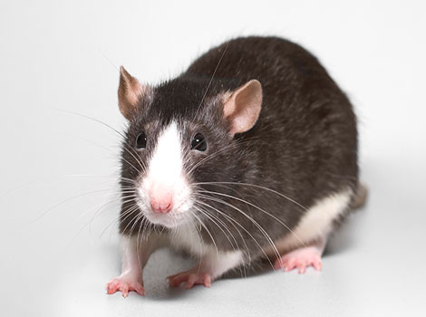 Rat and quick movement