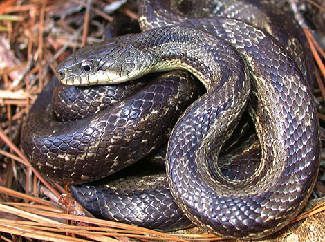 Rat Snake and patterned scales