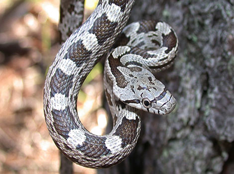 Rat snake and arboreal behavior