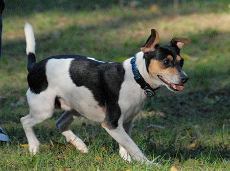 Rat Terrier and compact agile build