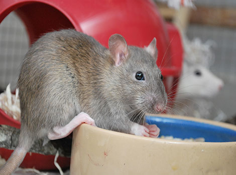 Rat size and urban environment adaptation