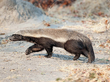 ratel-honey-badger-defensive-posture.jpg