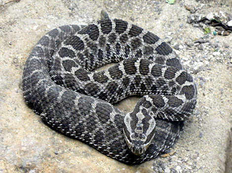 Rattlesnake and venomous fangs