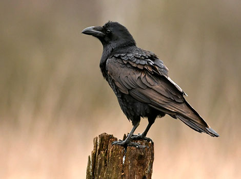 Raven and fast flight