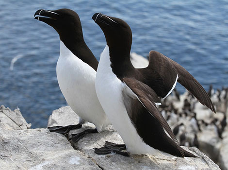 Razorbill and black-and-white body