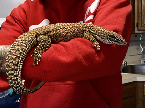 Red ackie monitor and textured skin