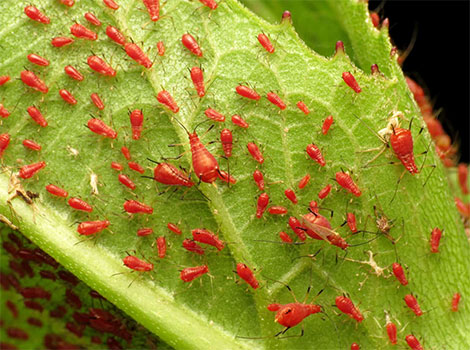 Red aphid and sap-sucking behavior