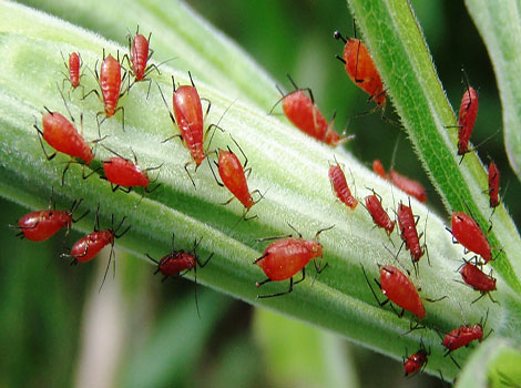 Red Aphids and plant pests