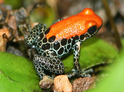 Red-backed poison frog and vibrant coloration