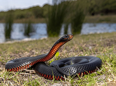 Red-bellied black snake and venomous fangs