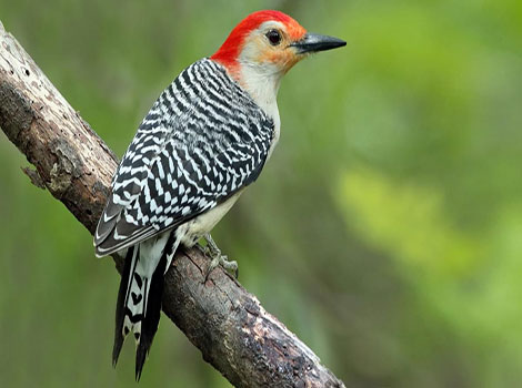 Red-bellied Woodpecker and red crown