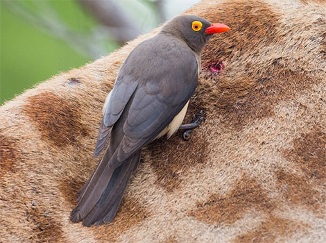 Red-billed Oxpecker and tick removal