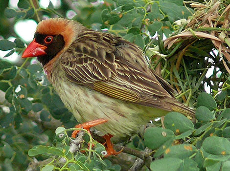 Red-billed Quelea and red cone-shaped bill