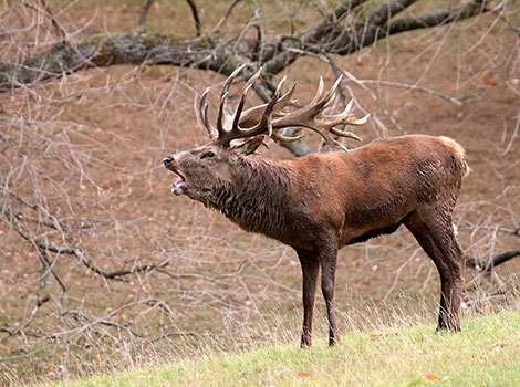 Red Deer and reddish-brown fur