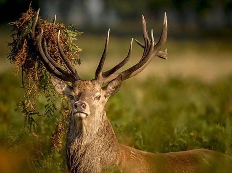 Red Deer and rutting season
