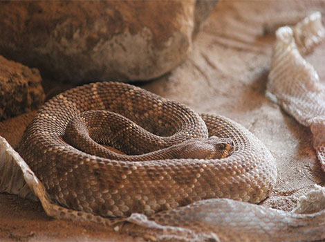 Red Diamondback Rattlesnake and triangle head