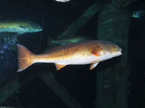 Red Drum Fish and distinctive features