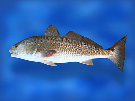 Red drum fish and coastal waters