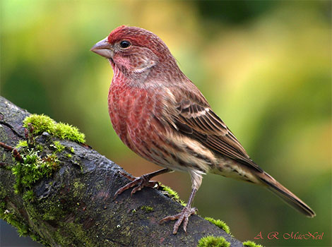 Red Finch and vibrant red feathers
