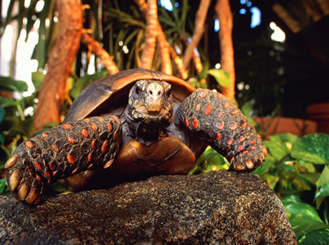 Red-footed tortoise and humid habitat