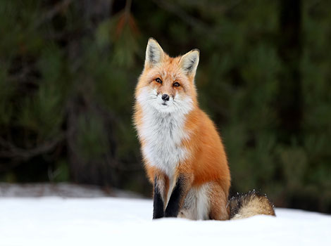 Red Fox and bright orange coat
