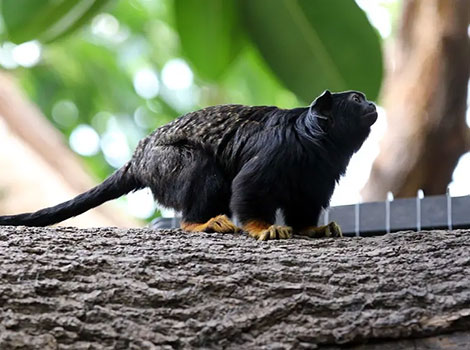 Red-handed Tamarin and black-orange fur
