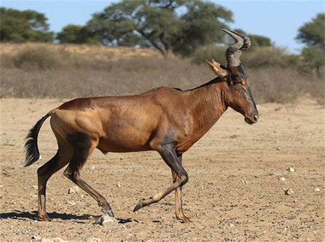 Red Hartebeest and African savanna