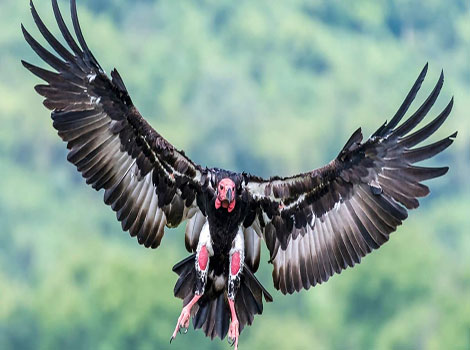 Red-headed Vulture and black feathers