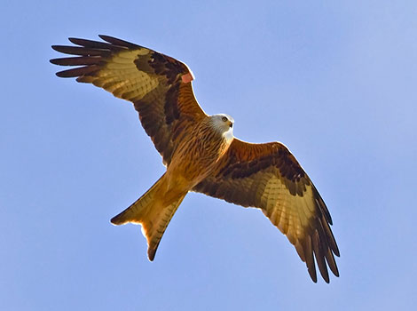 Red Kite and reddish-brown feathers