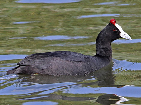 Red-knobbed Coot and waterbird