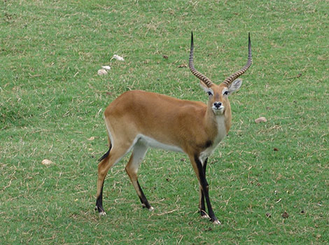 Red Lechwe and wetland habitat