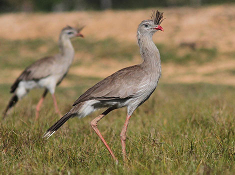 Red-legged Seriema and long red legs