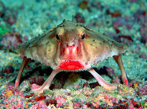 Red-lipped Batfish and Galápagos habitat