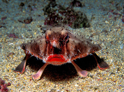 Red-lipped Batfish and strange appearance