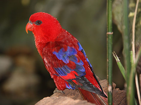 Red Lory and bright red feathers